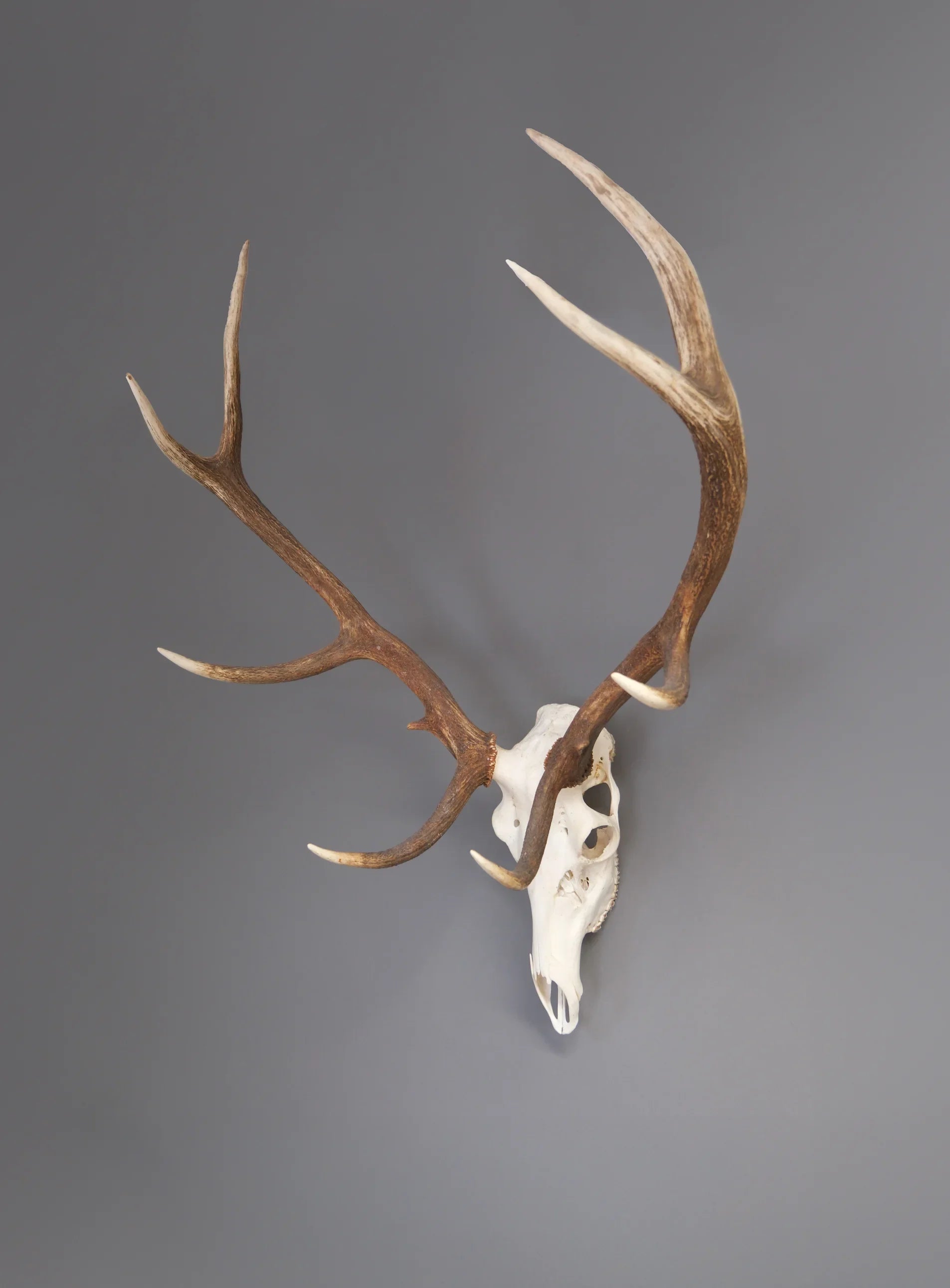 Geweihe und Horn