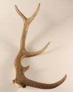Geweih Hirschhorn Abwurfstange