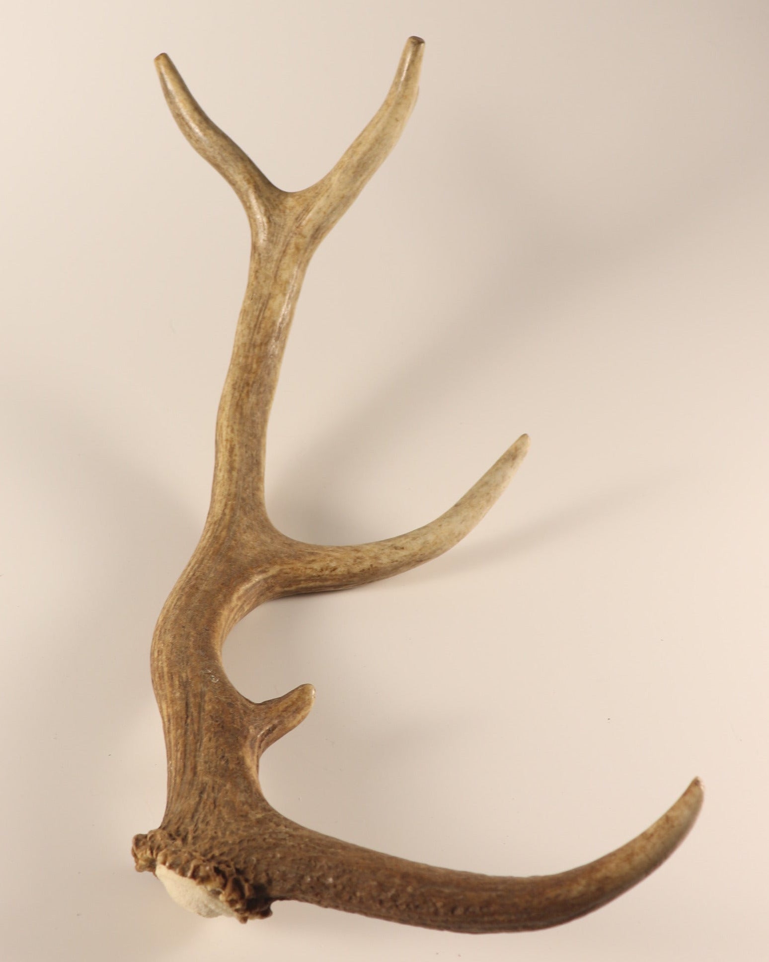 Geweih Hirschhorn Abwurfstange