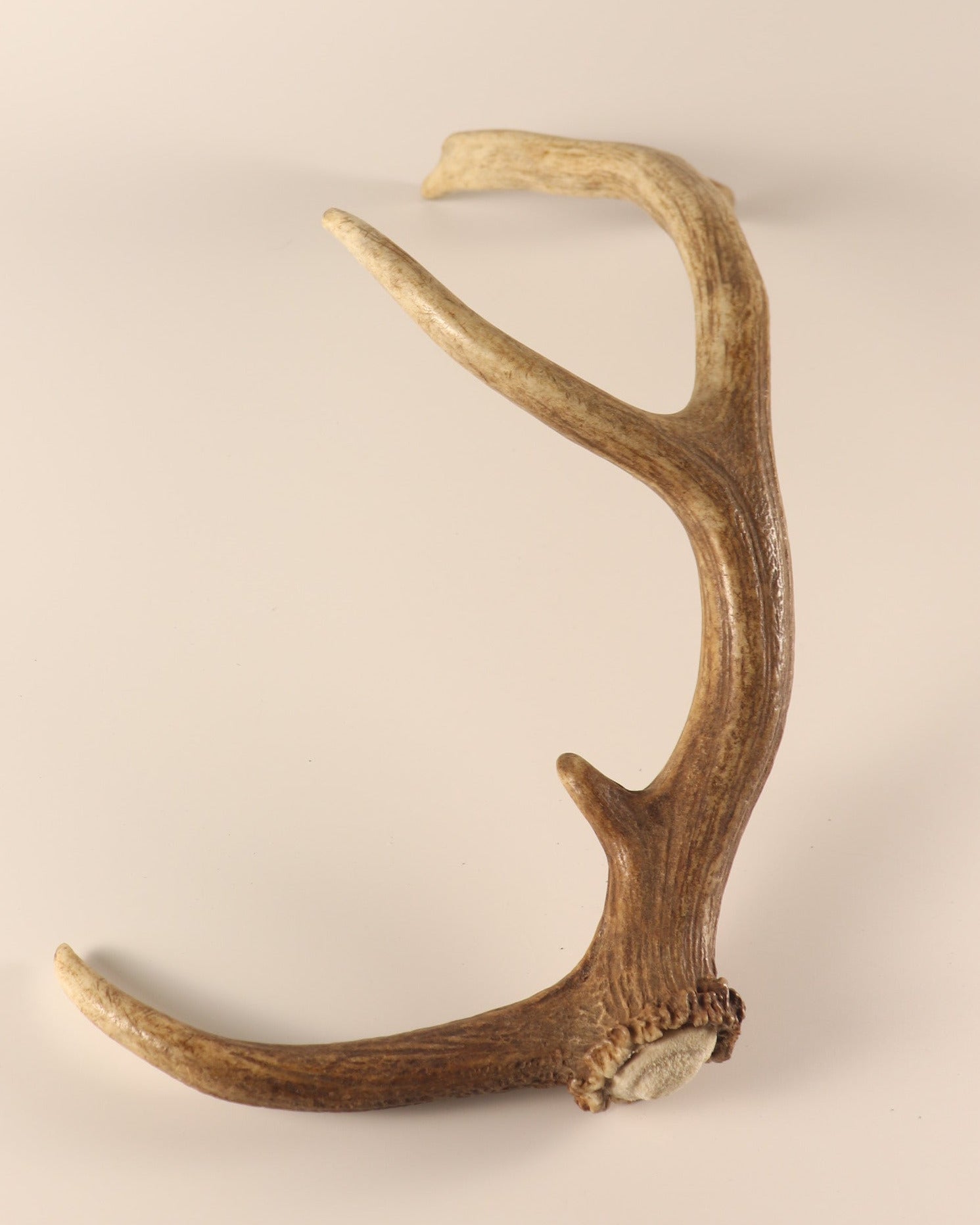 Geweih Hirschhorn Abwurfstange