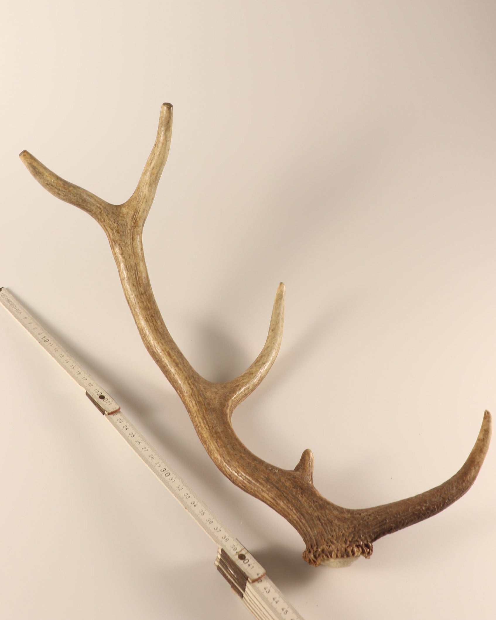 Geweih Hirschhorn Abwurfstange