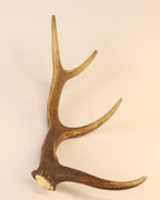 Geweih Hirschhorn Abwurfstange
