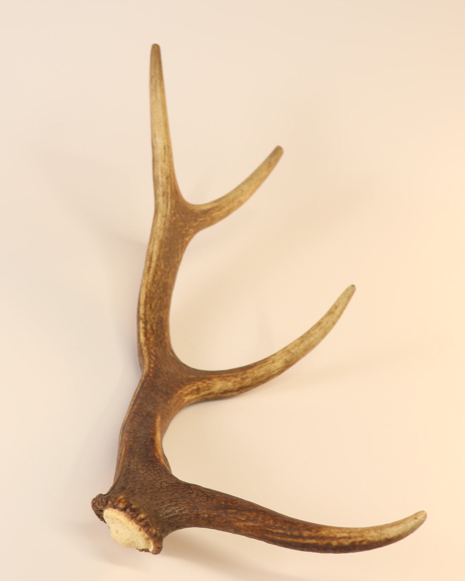 Geweih Hirschhorn Abwurfstange