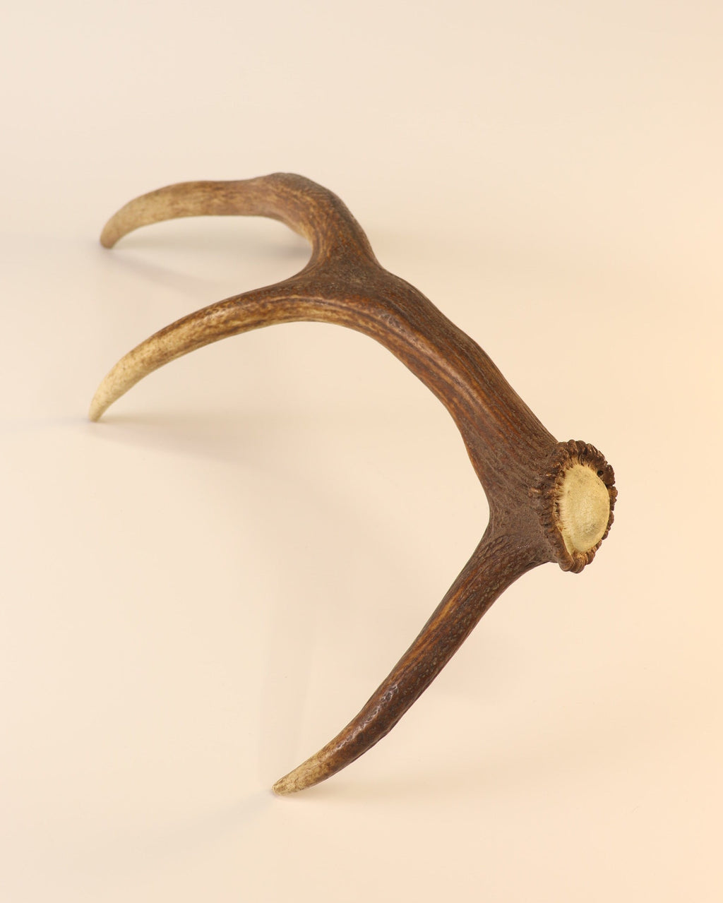 Geweih Hirschhorn Abwurfstange
