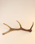 Geweih Hirschhorn Abwurfstange