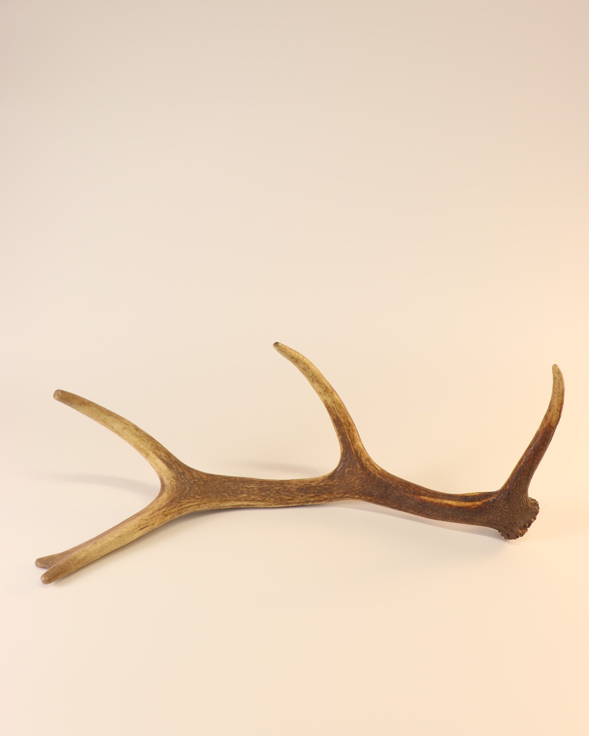 Geweih Hirschhorn Abwurfstange