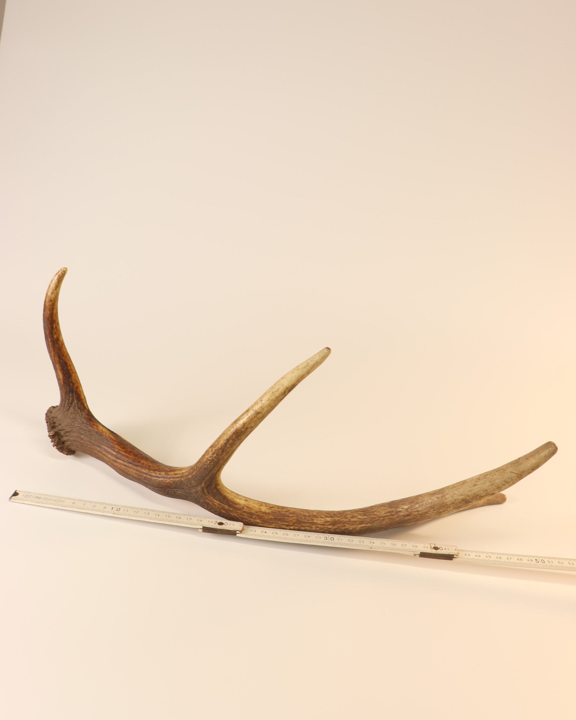 Geweih Hirschhorn Abwurfstange