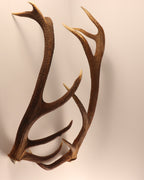 Geweih Hirschhorn Paar