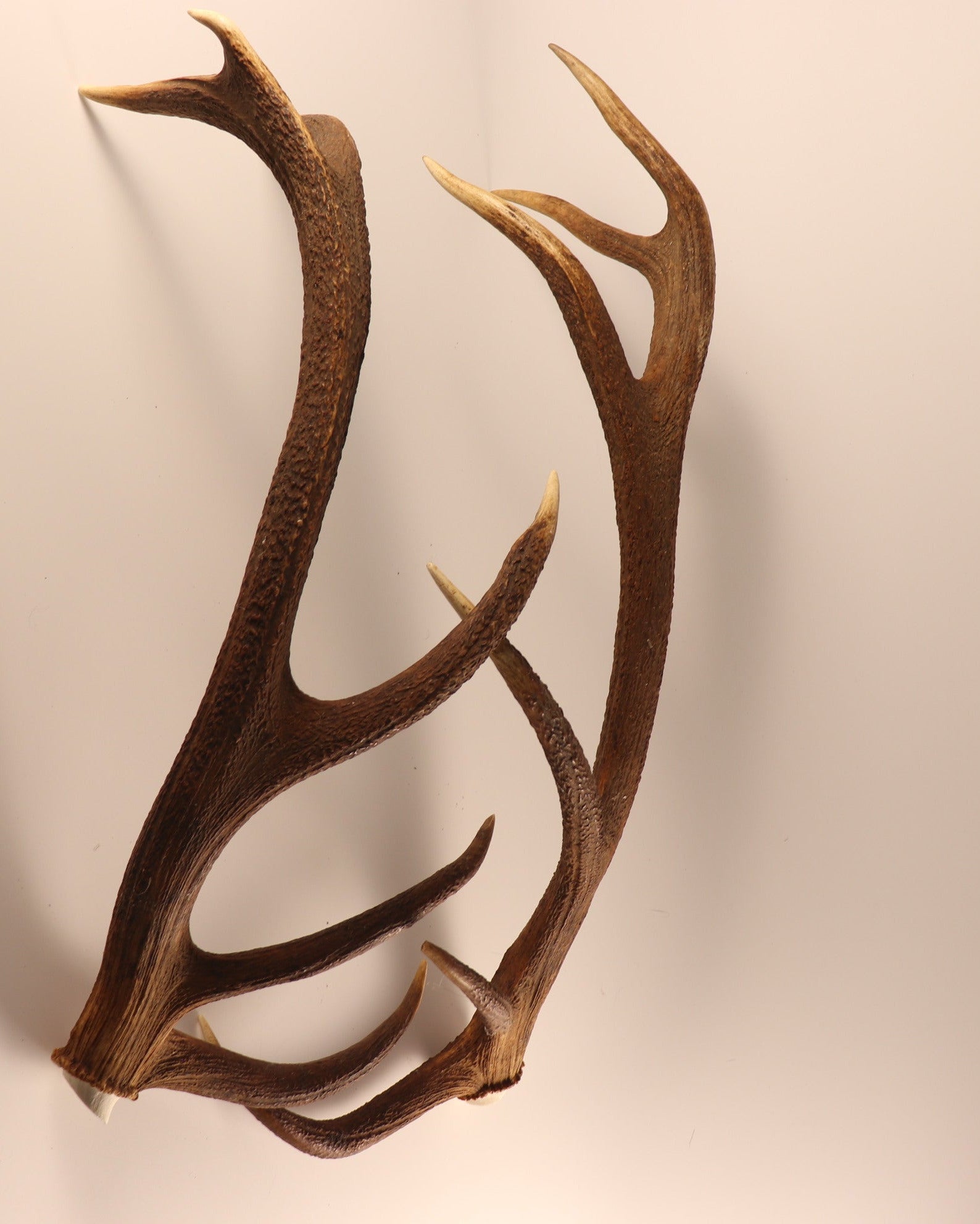 Geweih Hirschhorn Paar