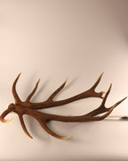 Geweih Hirschhorn Paar