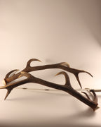 Geweih Hirschhorn Paar