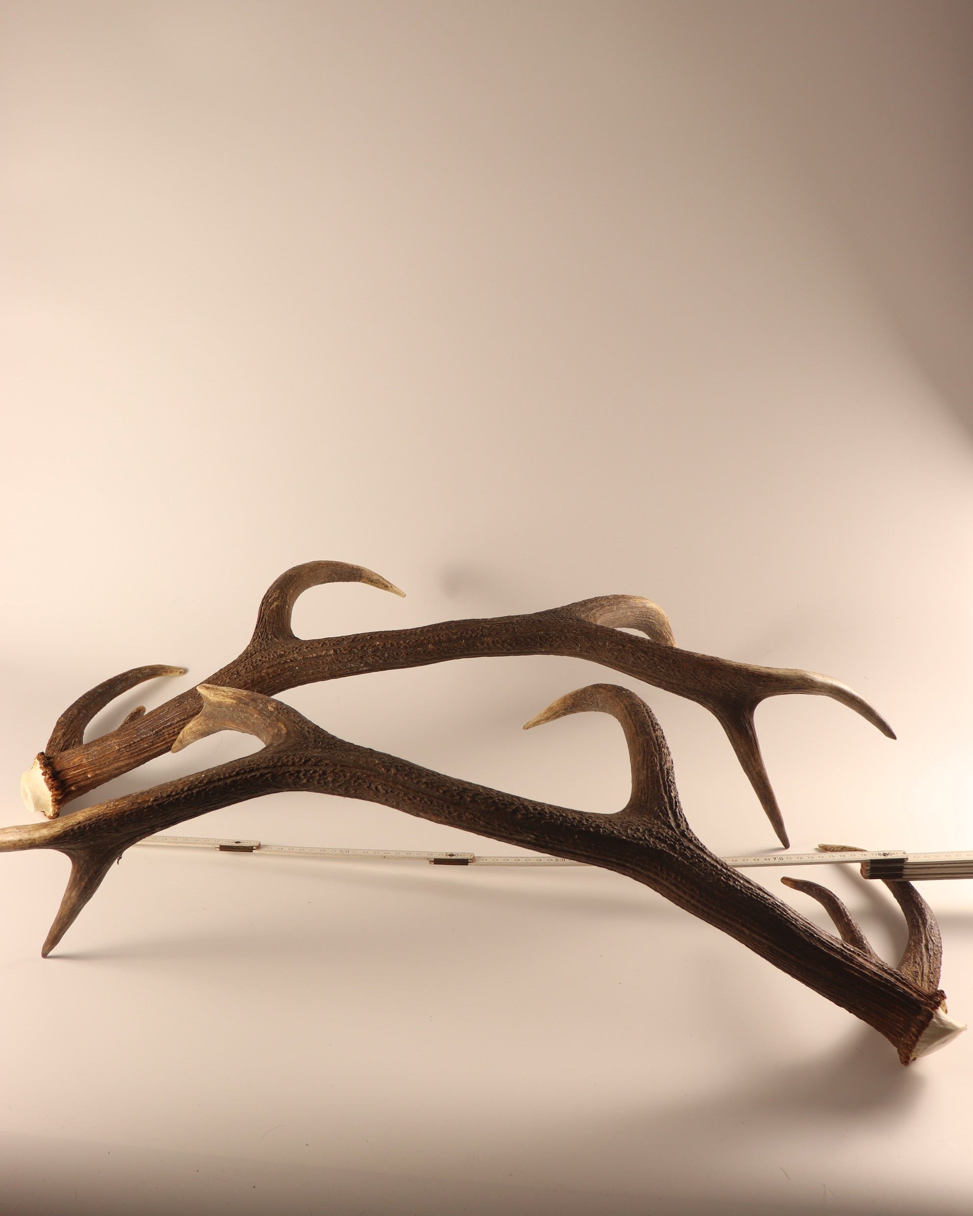 Geweih Hirschhorn Paar