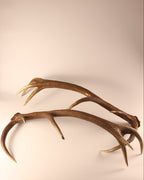 Geweih Hirschhorn Paar