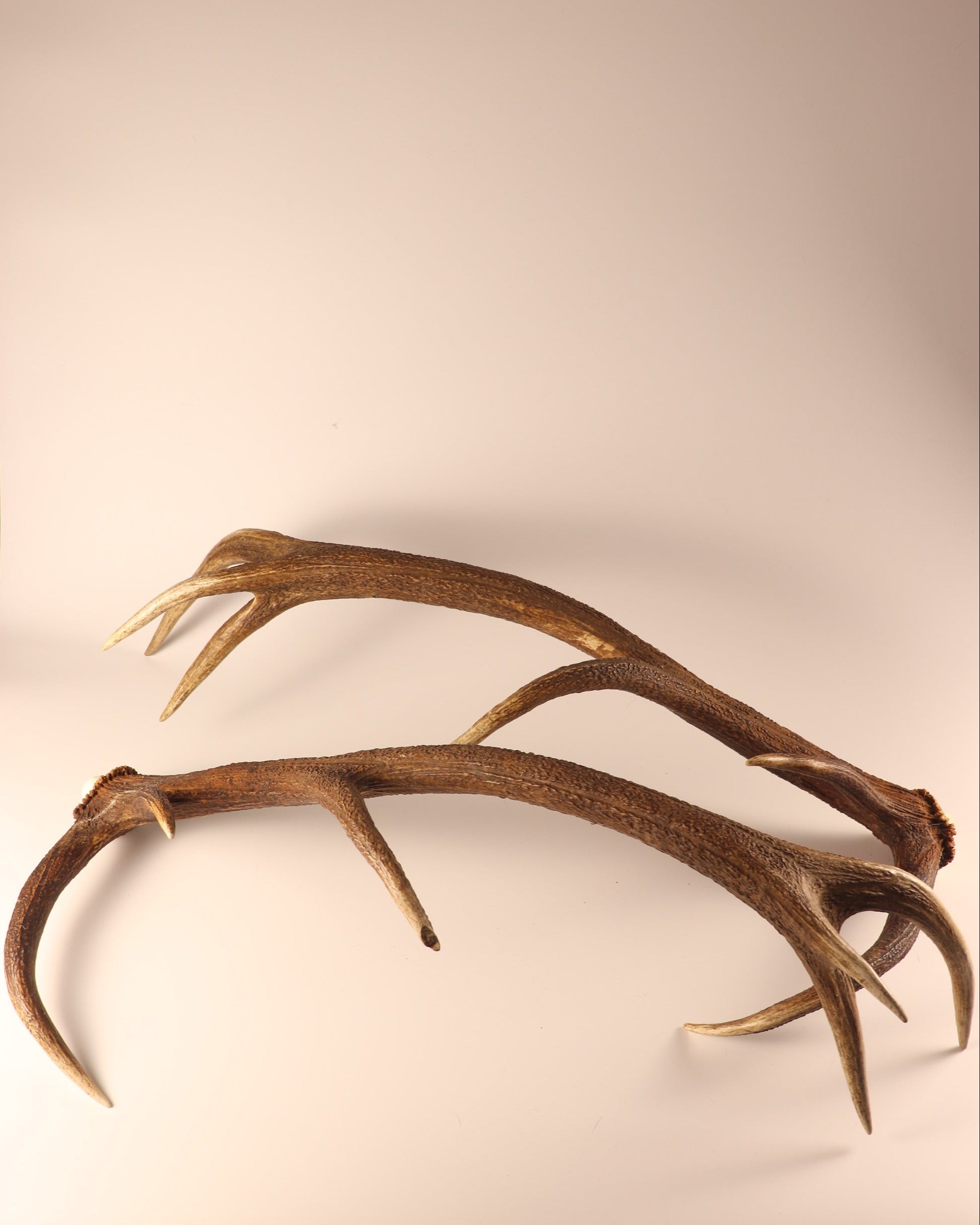 Geweih Hirschhorn Paar