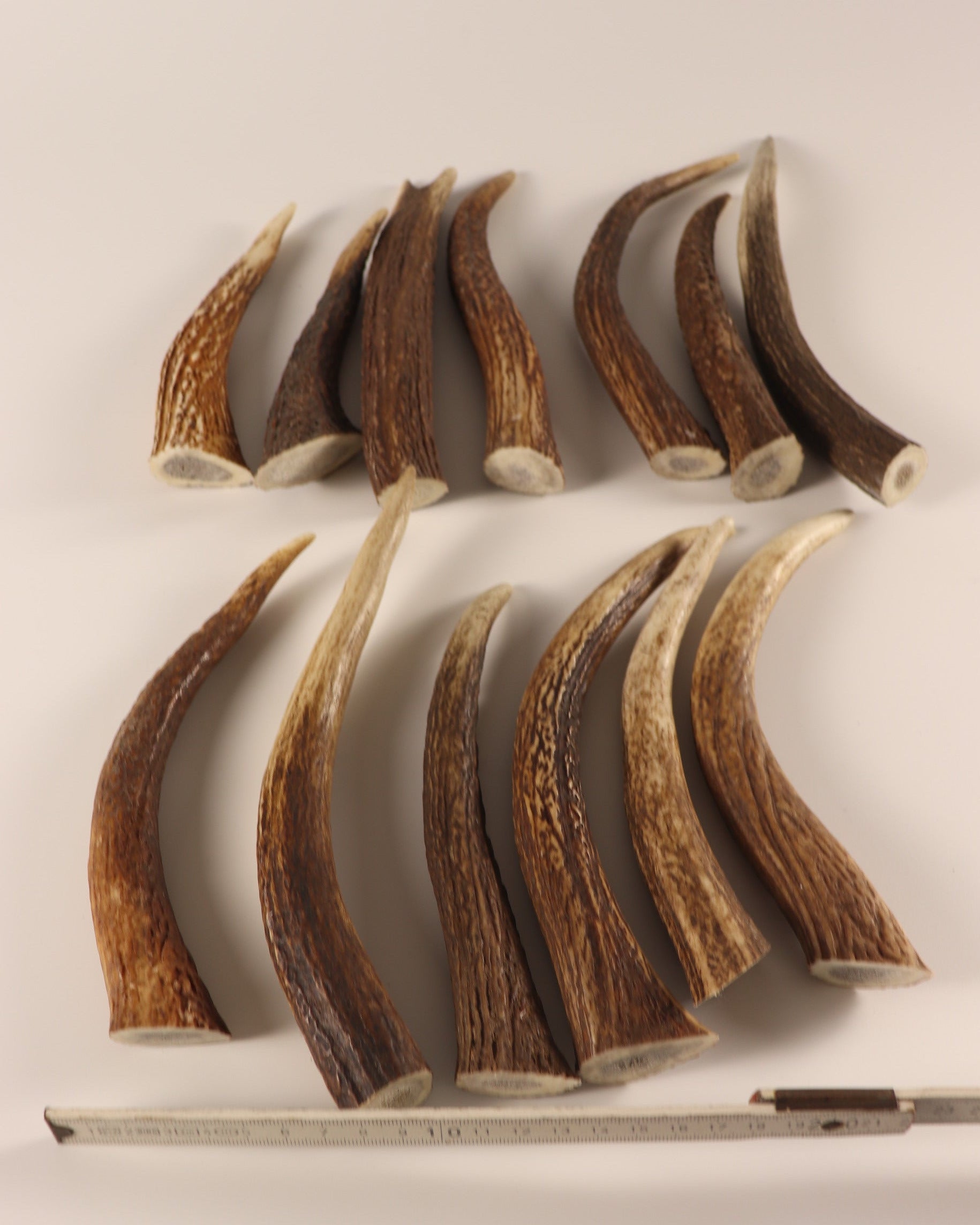 13 Hornspitzen