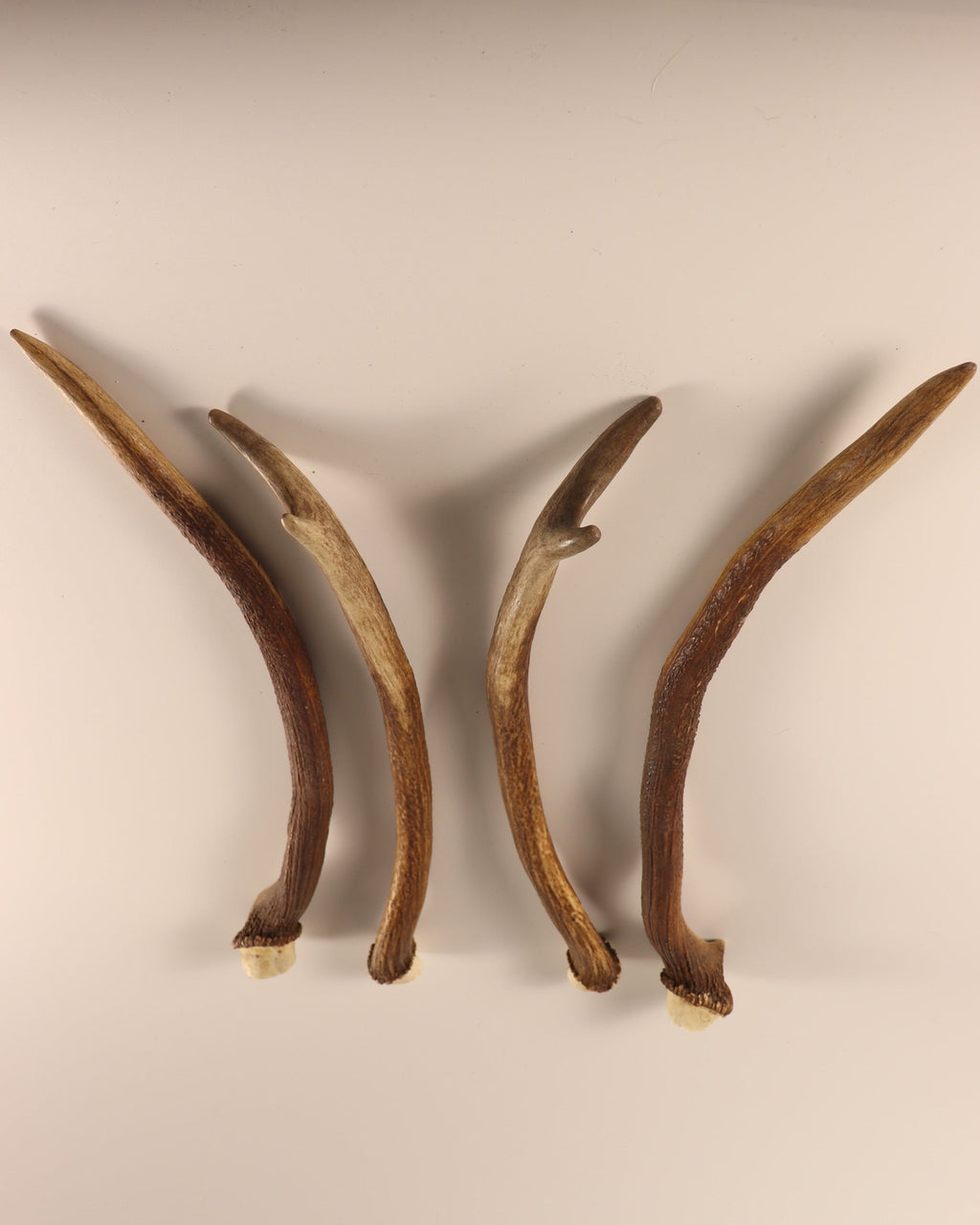 Geweih Hirschhorn Spießer Paare