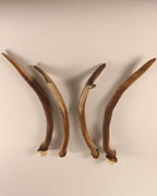Geweih Hirschhorn Spießer Paare