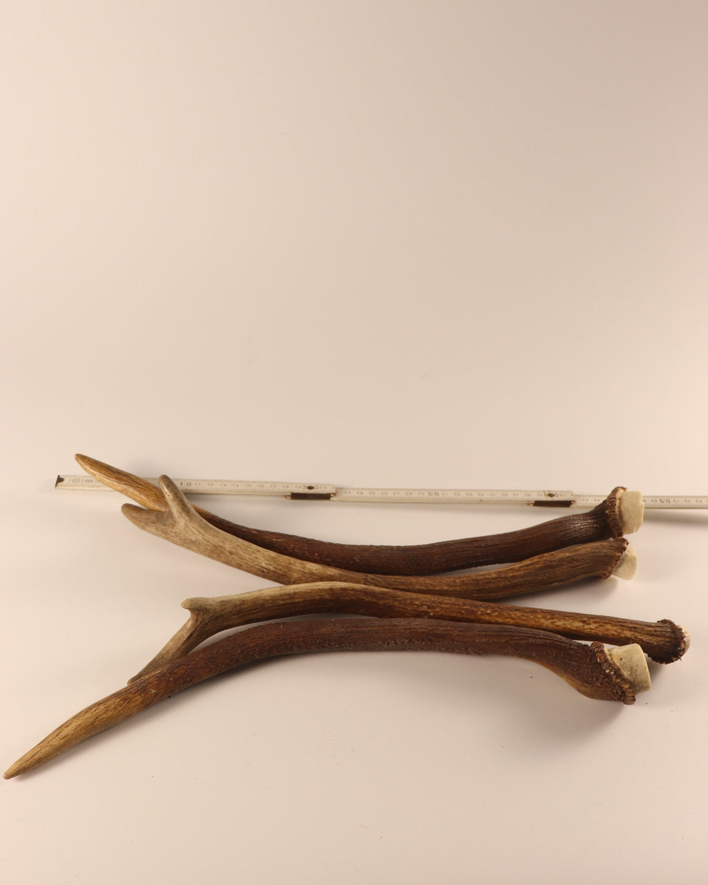 Geweih Hirschhorn Spießer Paare