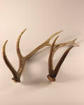 Geweih Hirschhorn Abwurfstangen