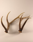 Geweih Hirschhorn Abwurfstangen