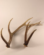 Geweih Hirschhorn Abwurfstangen