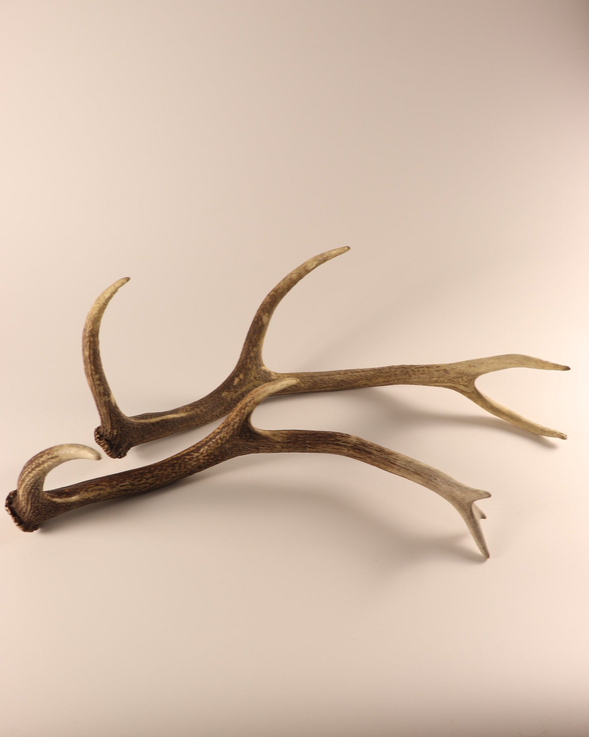 Geweih Hirschhorn Abwurfstangen