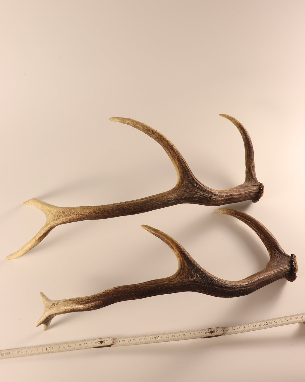 Geweih Hirschhorn Abwurfstangen