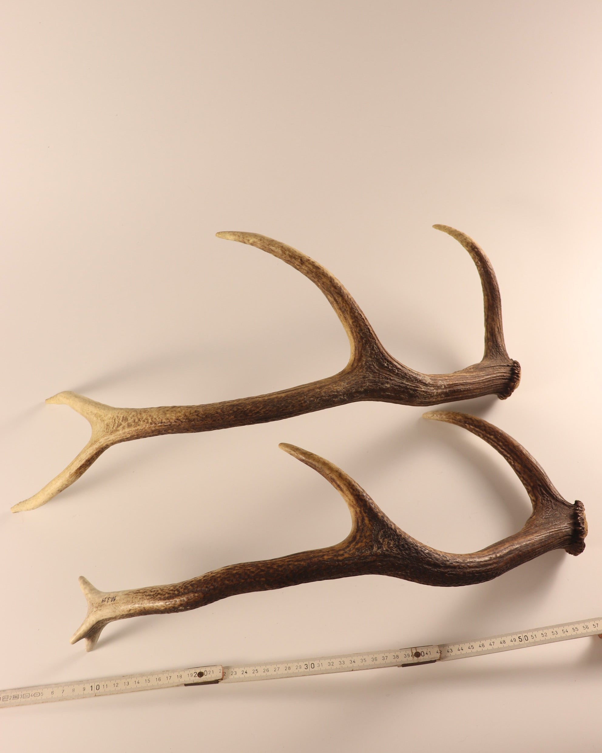Geweih Hirschhorn Abwurfstangen
