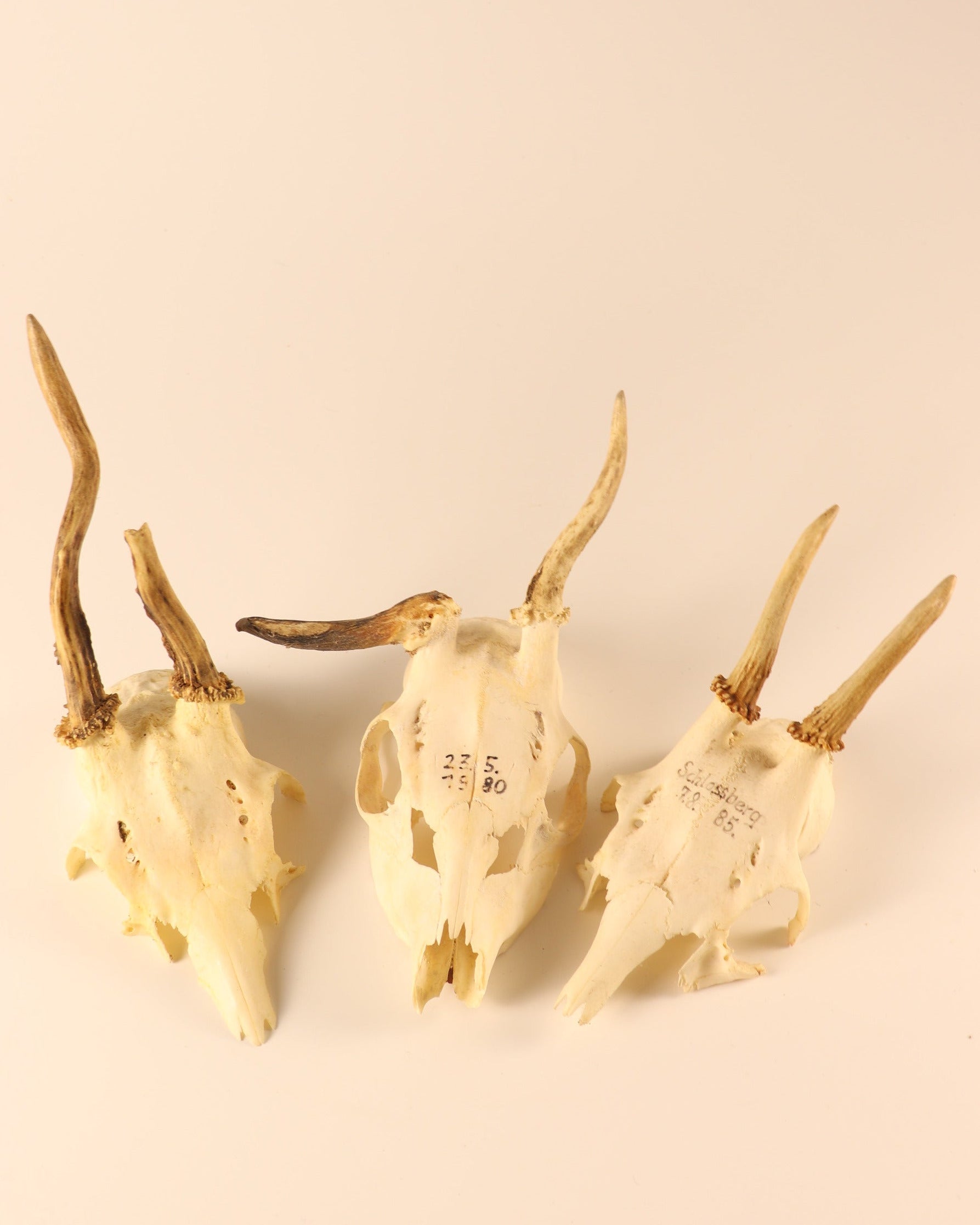 3 Rehböcke