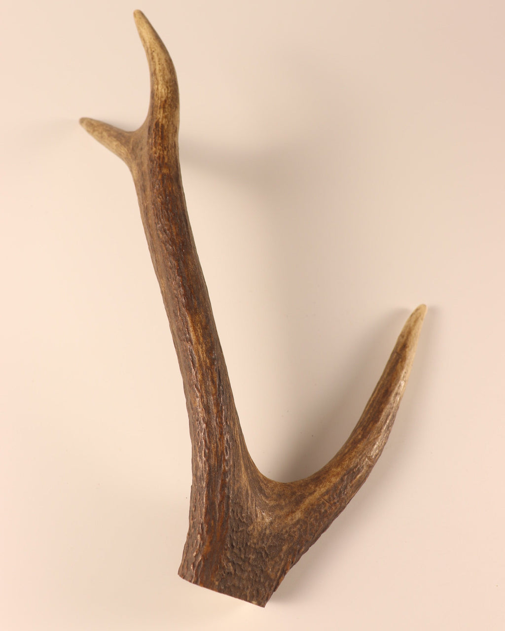 Hirschkrone