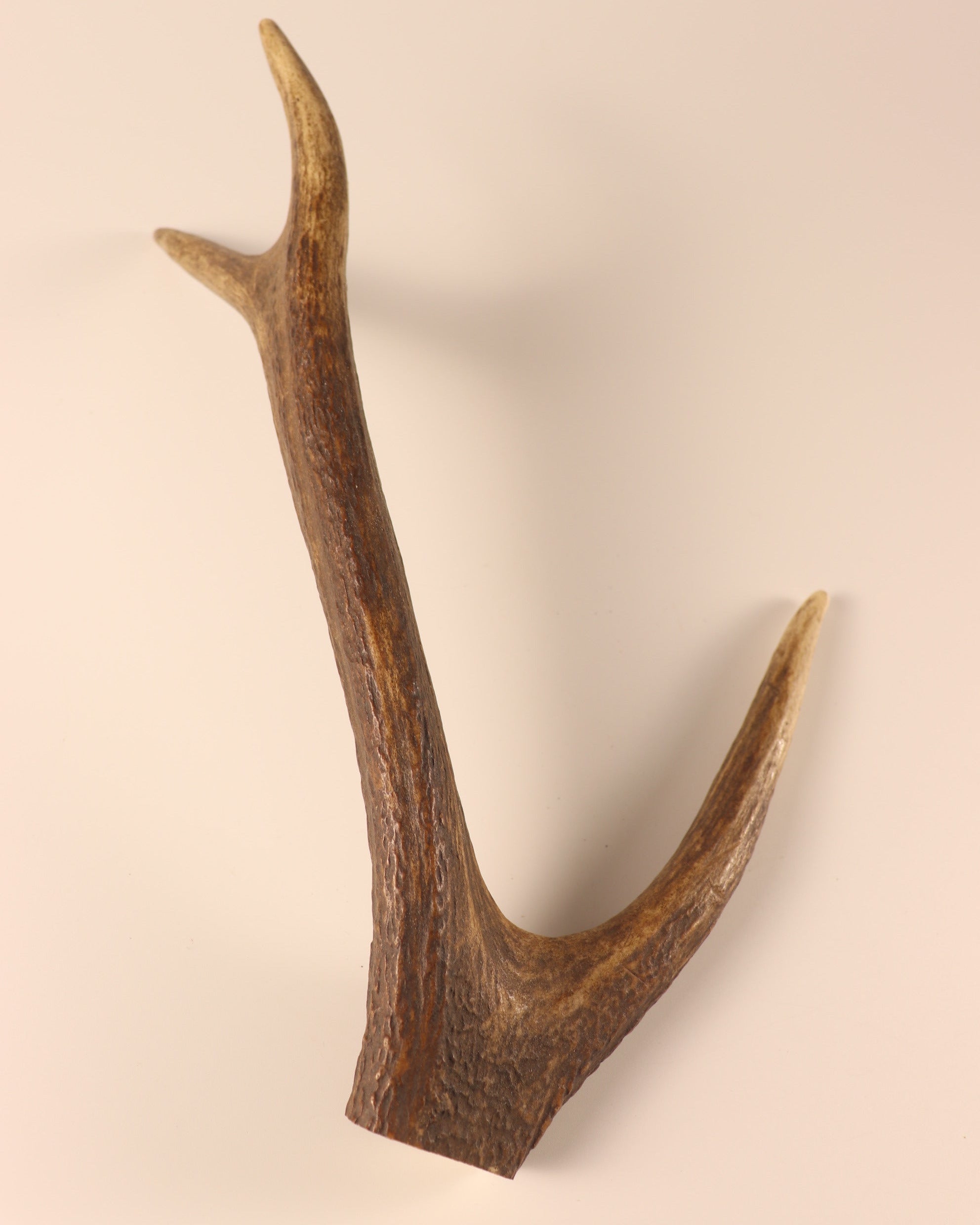 Hirschkrone