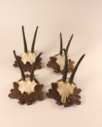 4 Gamstrophäen