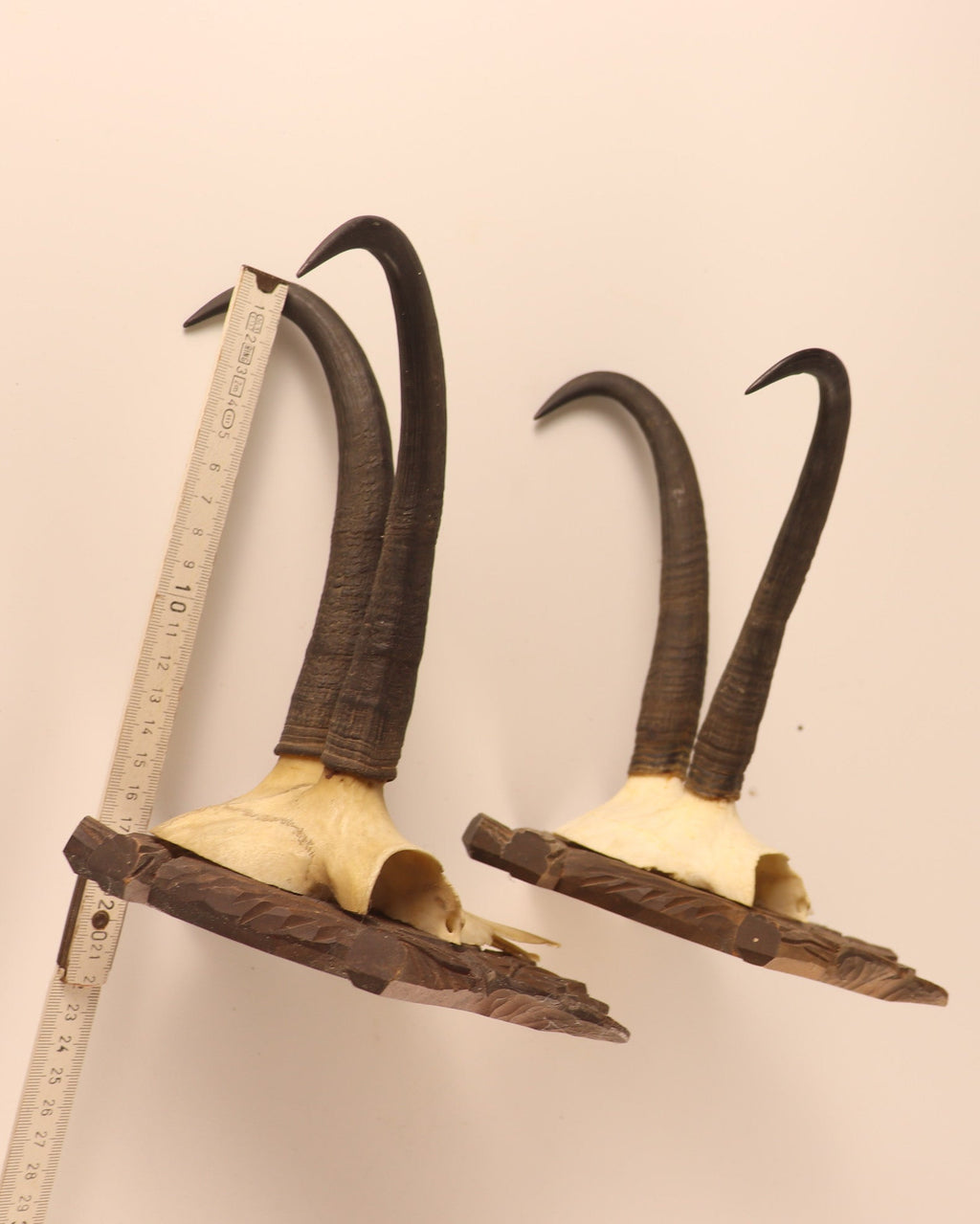 4 Gamstrophäen