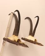 4 Gamstrophäen