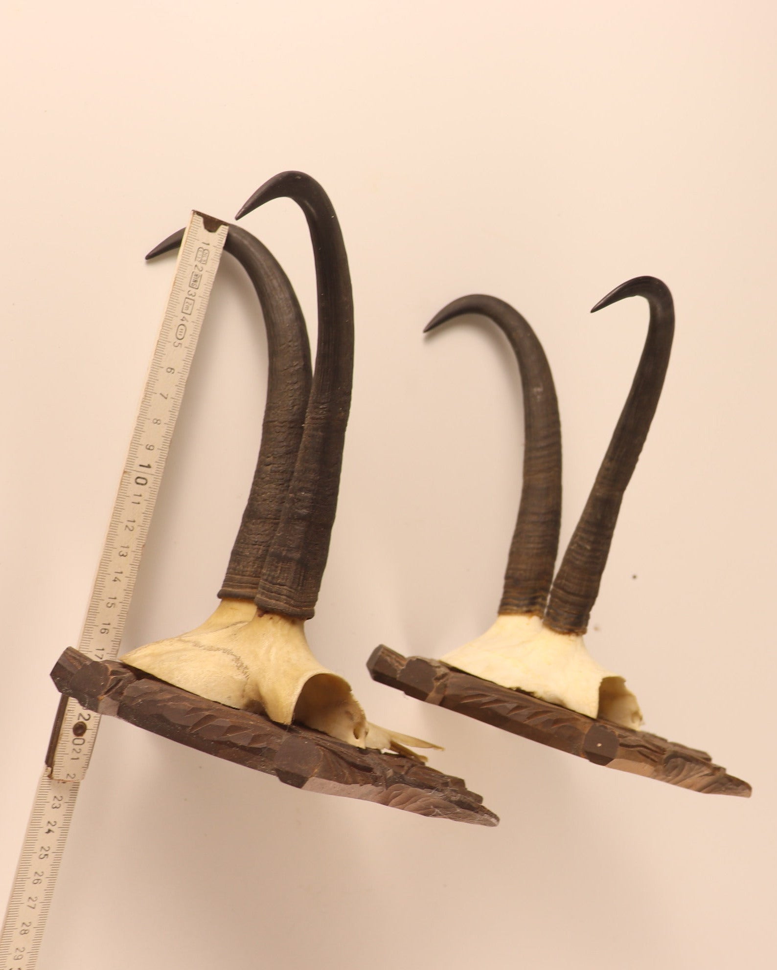 4 Gamstrophäen