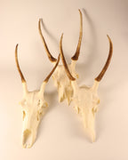 Hirsch-Geweihe