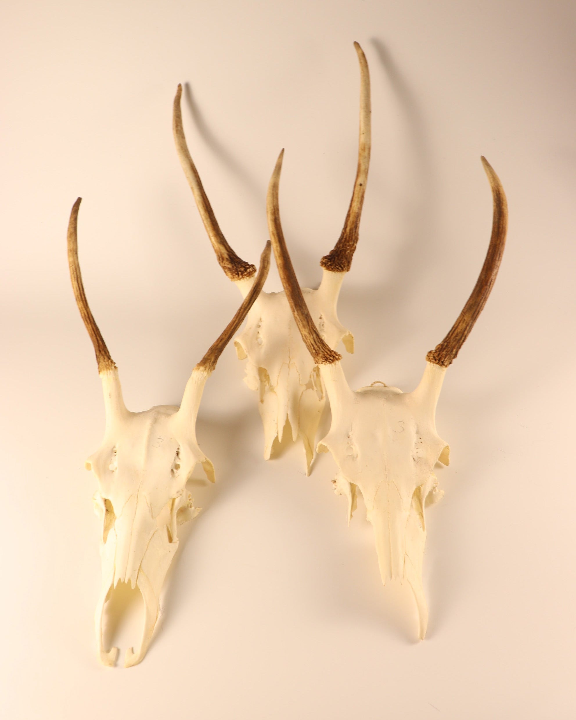 Hirsch-Geweihe