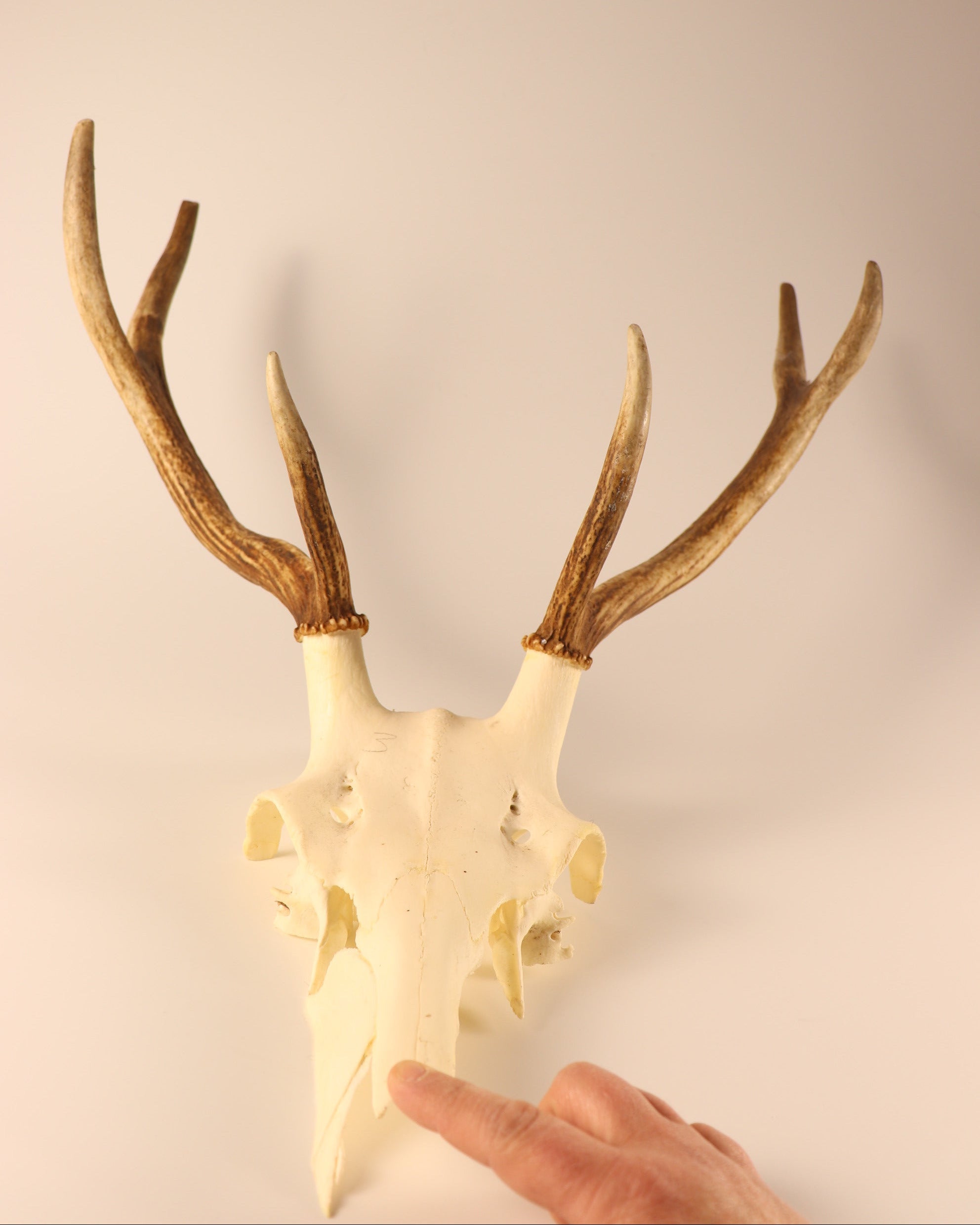 Hirsch-Geweihe