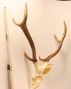 Hirsch-Geweihe