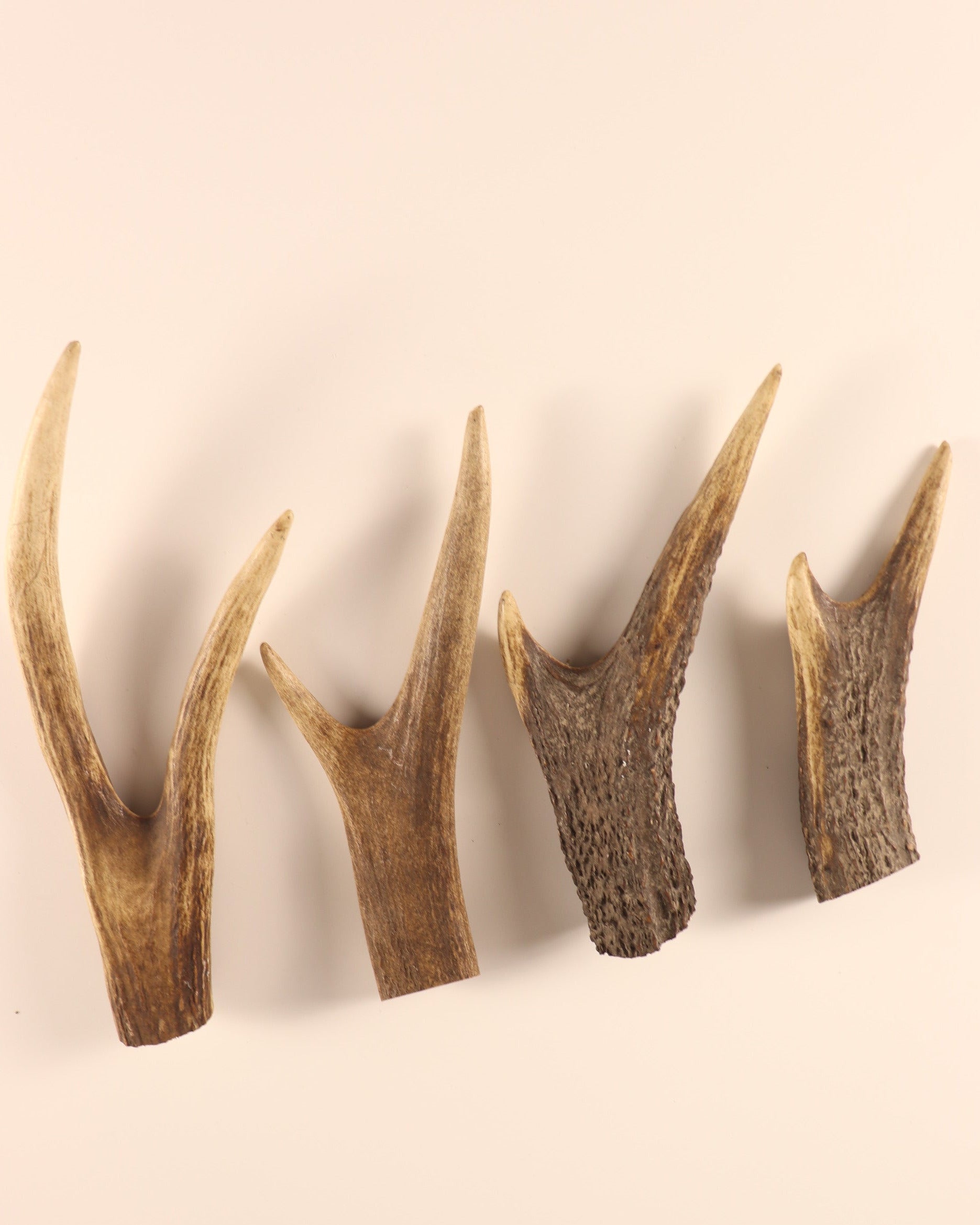 4 kleine Hirschkronen