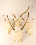 Hirsch-Geweihe
