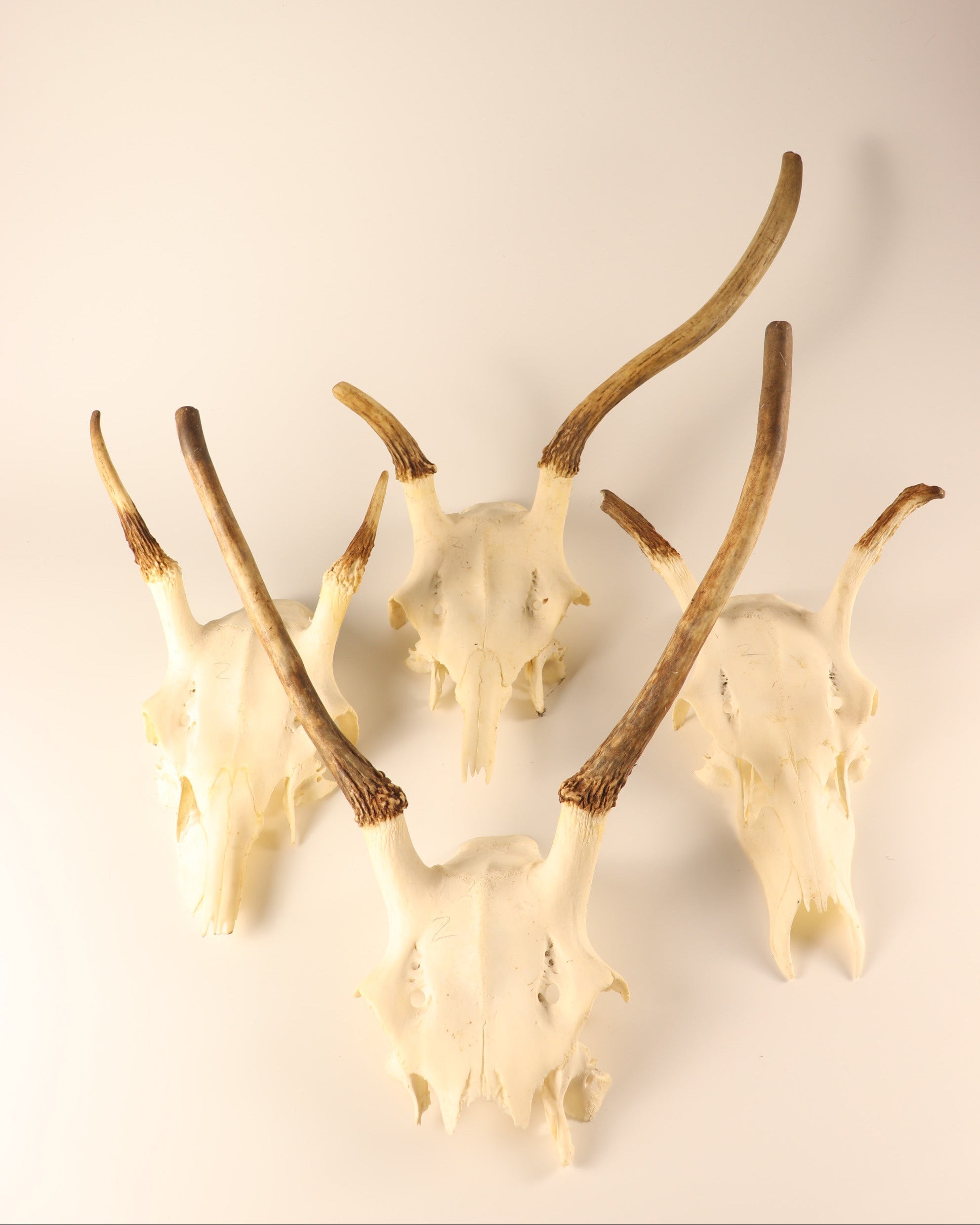 Hirsch-Geweihe