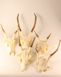 Hirsch-Geweihe