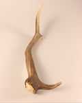 Geweih Hirschhorn Abwurfstange