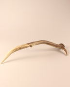 Geweih Hirschhorn Abwurfstange