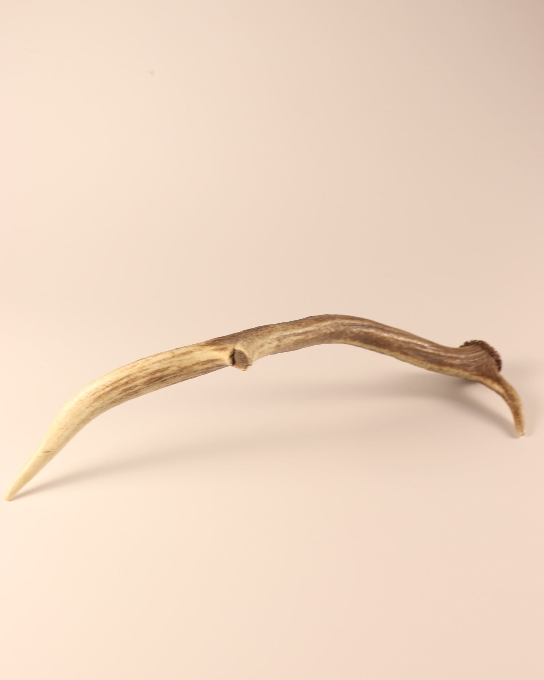 Geweih Hirschhorn Abwurfstange