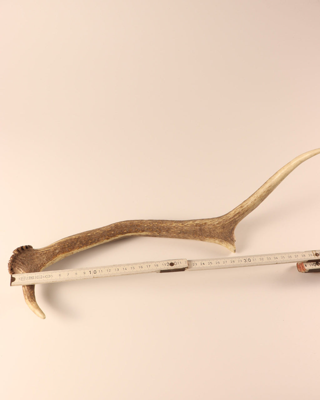 Geweih Hirschhorn Abwurfstange