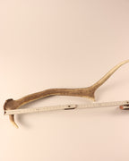 Geweih Hirschhorn Abwurfstange