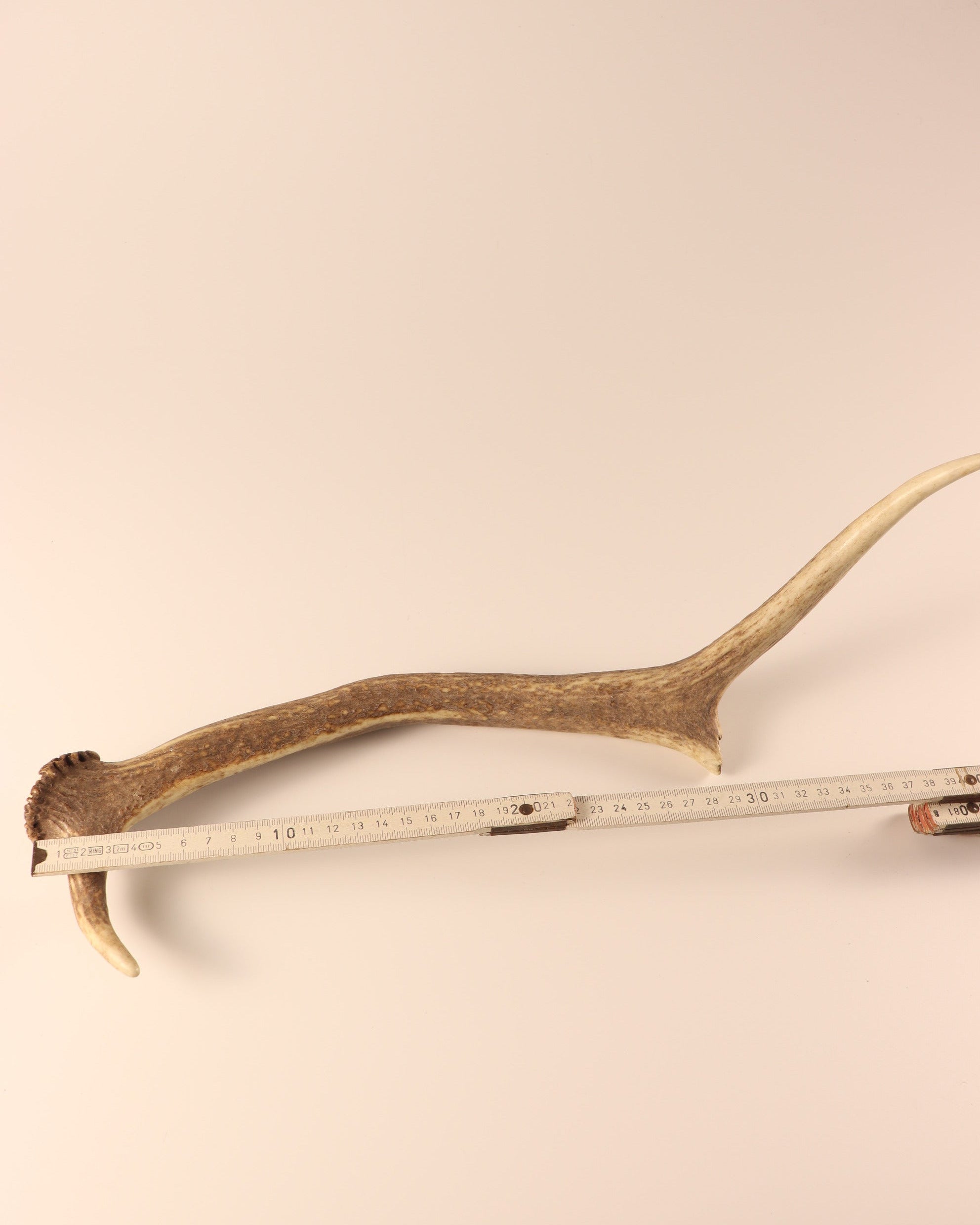Geweih Hirschhorn Abwurfstange