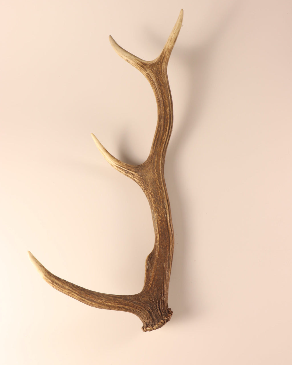 Geweih Hirschhorn Abwurfstange